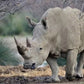 Rhino Paint by Diamonds