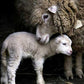 Mummy & Baby Sheep Paint by Diamonds