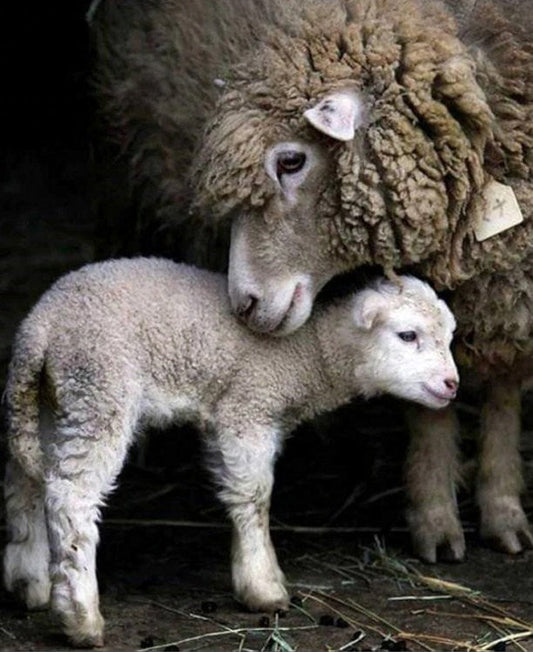 Mummy & Baby Sheep Paint by Diamonds