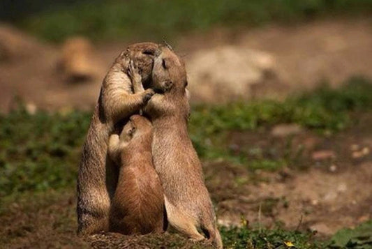 Otters in Love Paint by Diamonds