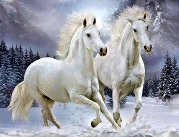 Pair of White Horses Paint by Diamonds
