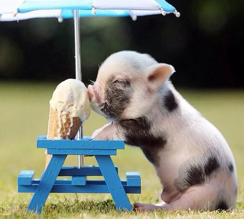 Pig DIY Diamond Painting Kit