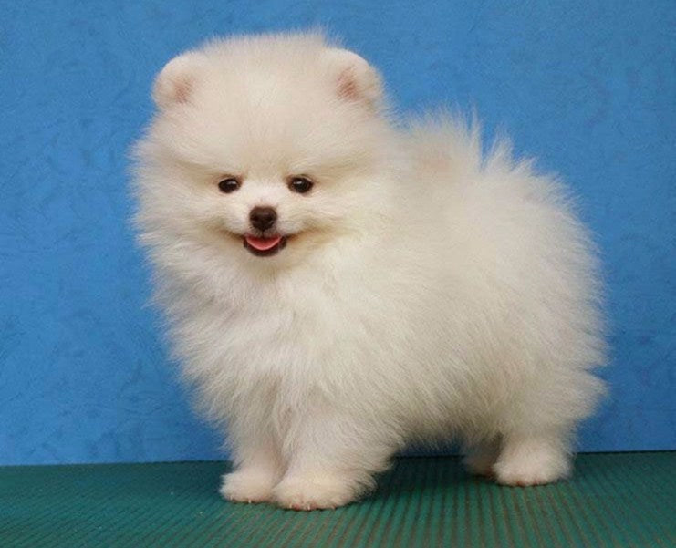 Pomeranian Fluffy Puppy Paint by Diamonds