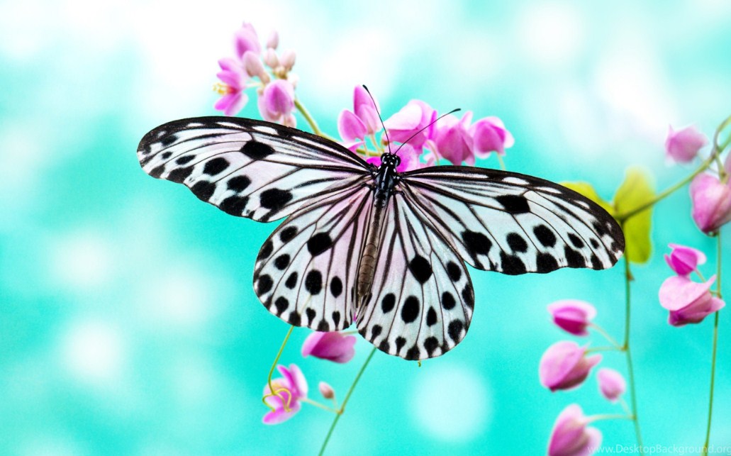 Pretty Butterfly Paint by Diamonds