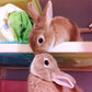 Rabbits Kissing Paint by Diamonds