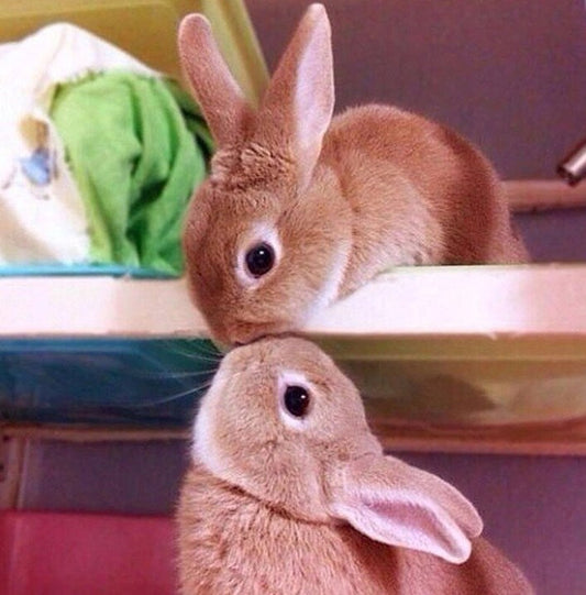 Rabbits Kissing Paint by Diamonds