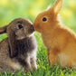 Rabbits Pair Diamond Painting Kit