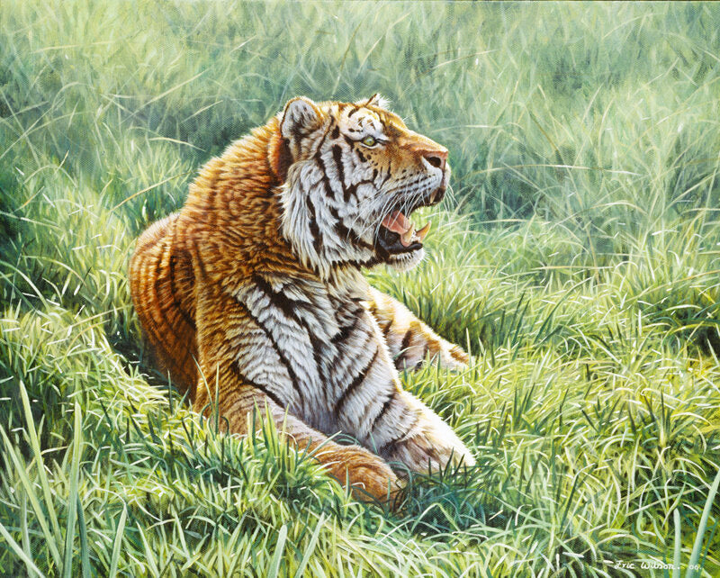 Tiger in the Long Grass
