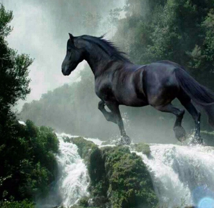 Rennend zwart paard
