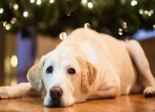 Sad Labrador Retriever Dog Diamond Painting