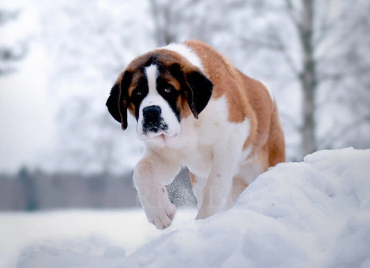 Saint Bernard in Snow Paint by Diamonds