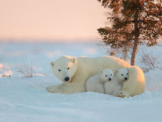 Snow Bear with Cubs Diamond Painting