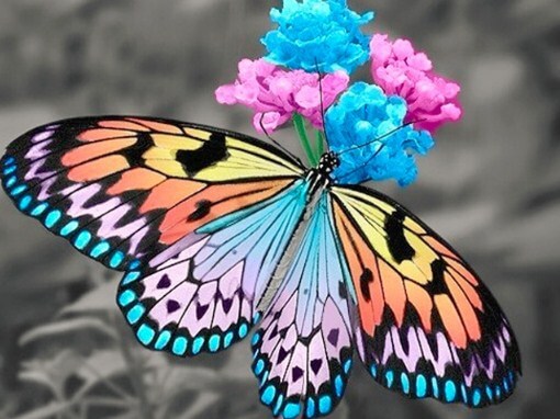 Butterfly Paint by Diamonds