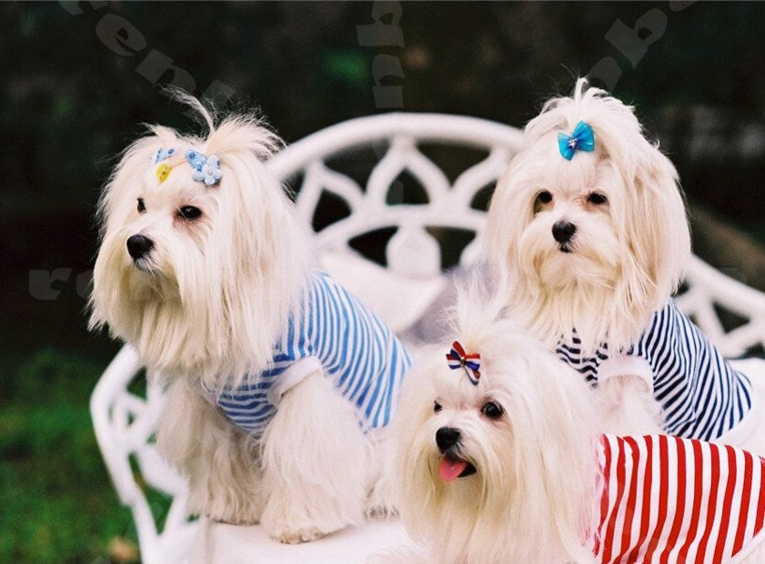 Cute Maltese Puppies Paint by Diamonds