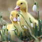 Ducklings Diamond Painting Kit