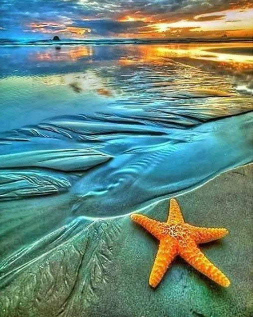 The Starfish on the Beach Paint by Diamonds