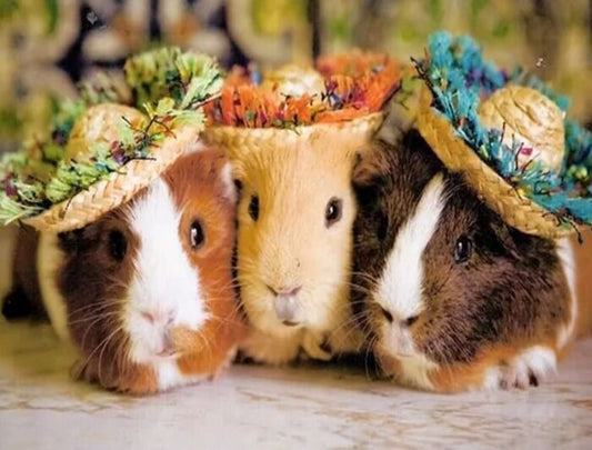 Guinea pigs DIY Diamond Painting