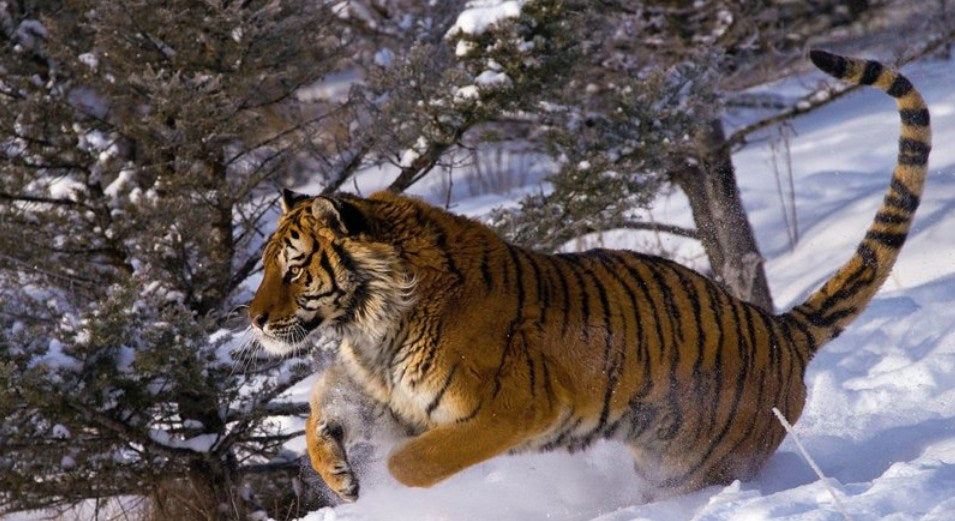 Tiger Running in Snow Paint by Diamonds