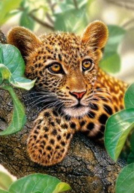 Tree Hugger Leopard Cub Diamond Painting