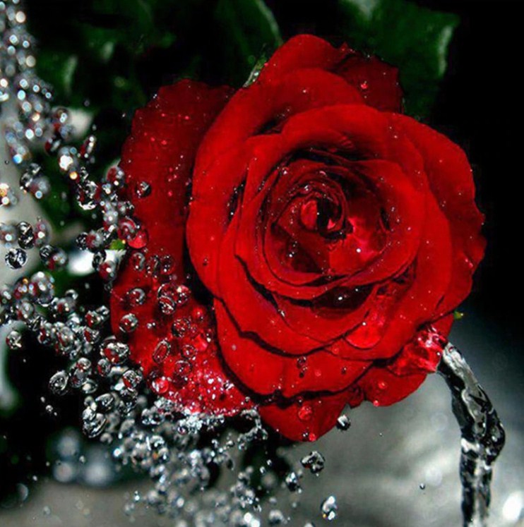 Water Splashing on Red Rose Diamond Painting