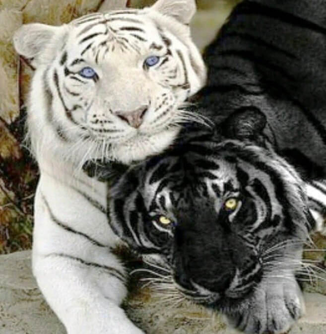 White & Black Tigers Painting Kit