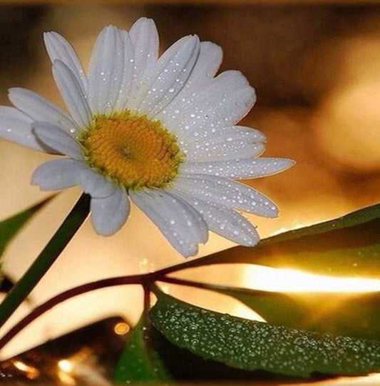 White Daisy with Dew Drops Diamond Painting
