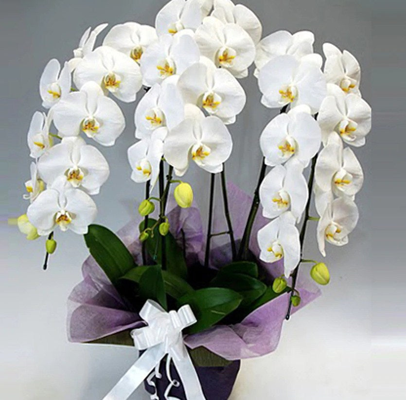 Orchids DIY Diamond Painting