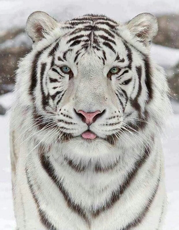 Witte tijger in sneeuw
