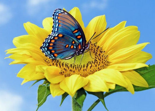 Yellow Sunflower & Blue Butterfly Diamond Painting
