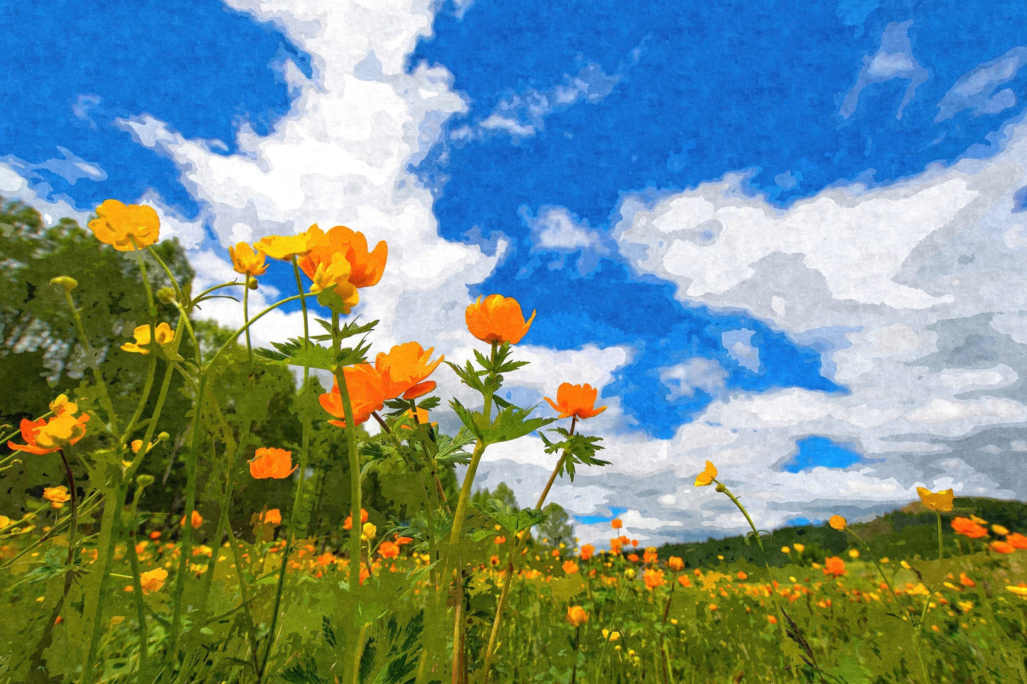 California Poppies Under Blue Skies