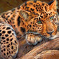 Jaguar Painting Kit