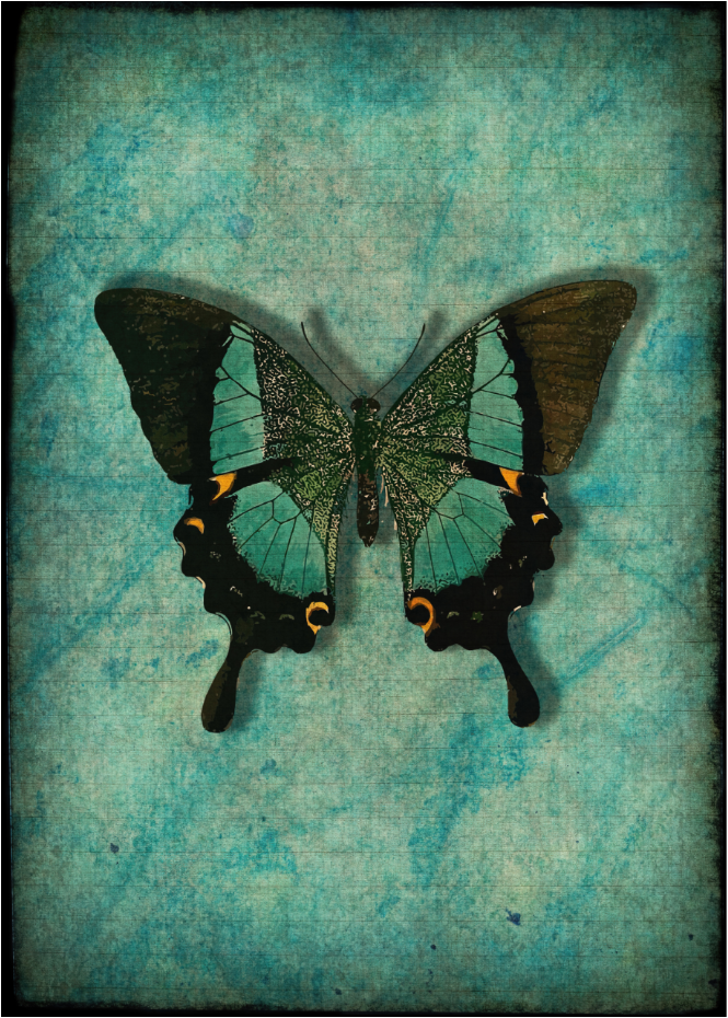 Vintage vlinder - Kunst door Denise Dundon
