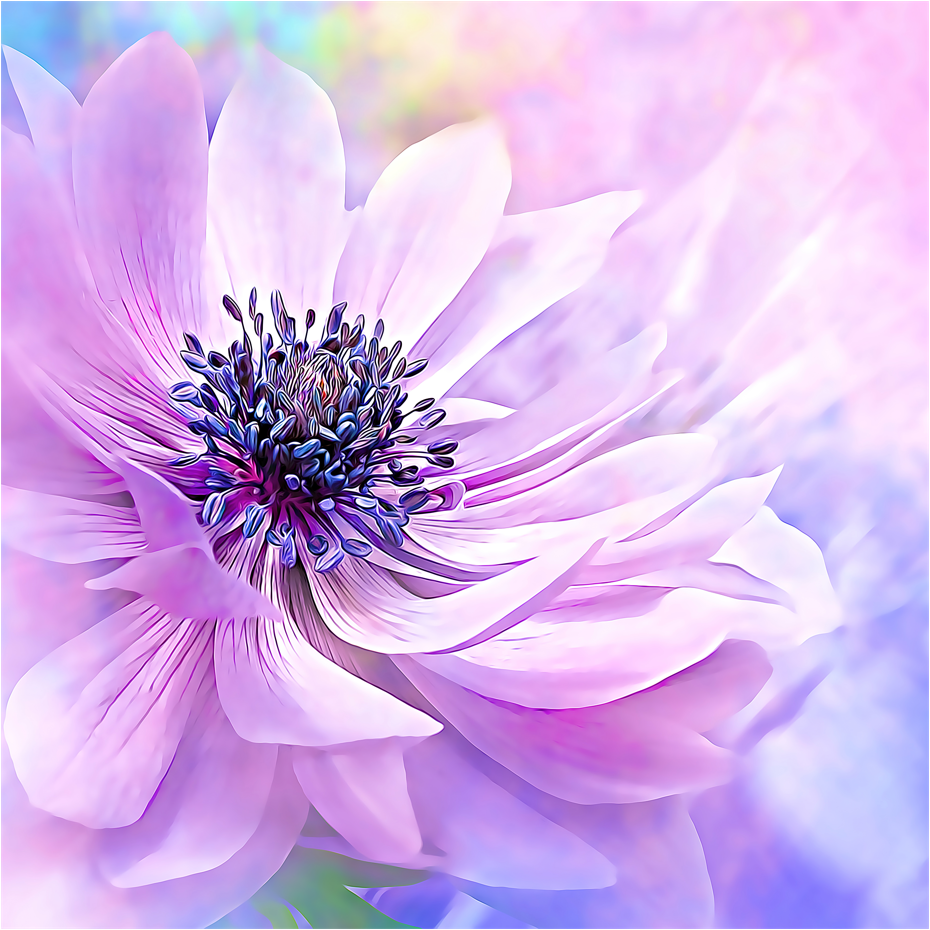 Piekerige paarse anemone - Kunst door Denise Dundon